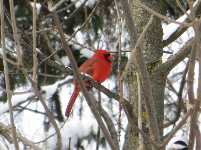 Cardinal rouge sur le Mont Royal Parc du Mont-Royal, QC
