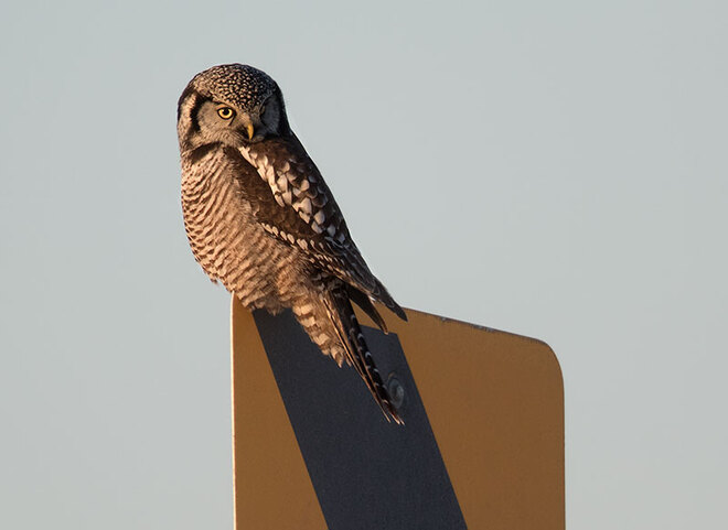 Northern Hawk Owl posing Ottawa, ON