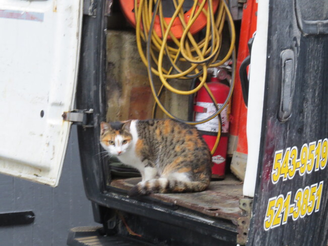 As I was walking along the waterfront taking pictures I found a ship's cat. Lunenburg, Nova Scotia