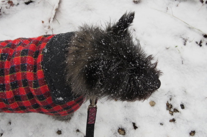 Angie Received a Good Sprinkle of Snow â›„ï¸ East Chester, Nova Scotia