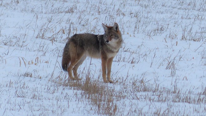 Beautiful coyote Grand Forks, BC