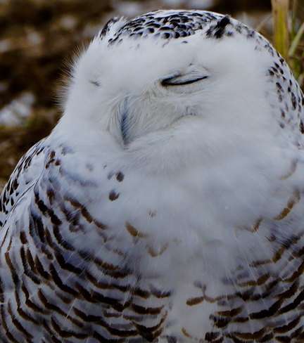 Sweet dreams-female snowy owl London, Ontario, CA