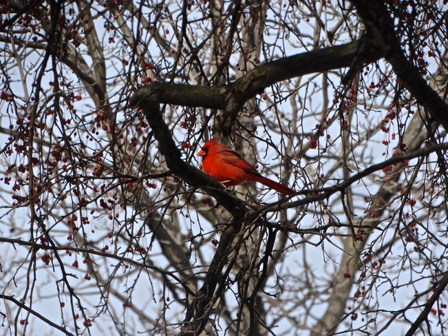 Un cardinal au loin!!! Montréal, QC