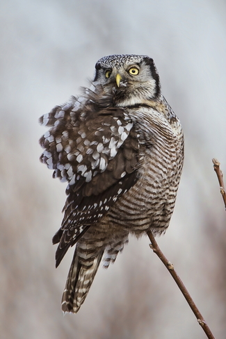 Northern Hawk Owl Schomberg, ON