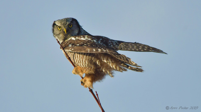 Northern Hawk Owl Scarborough, Toronto, ON