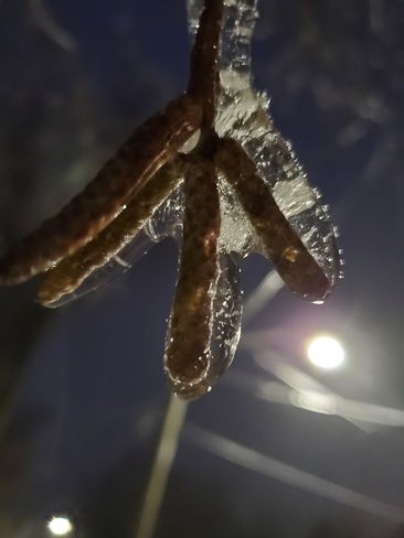 Ice coating on a Birch twig Norwich, ON