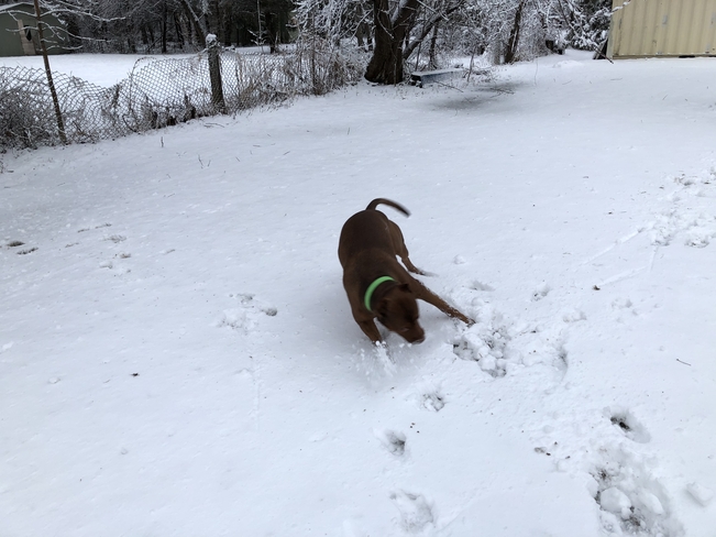 Nico and the snow Ottawa, Ontario | K0A 1K0
