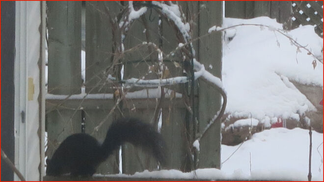 Winter Squirrel Ottawa, ON