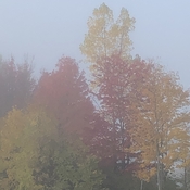 Brouillard automnal
