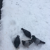 Pigeons dans la neige