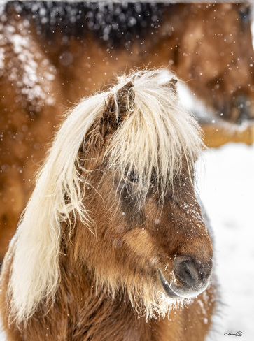 Petit poney dans la neige La Malbaie, QC