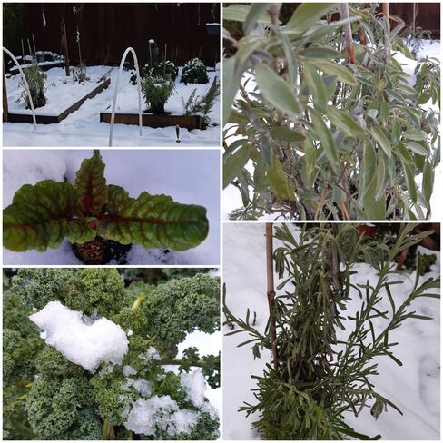 Winter Herbs and Veggies Pitt Meadows, BC