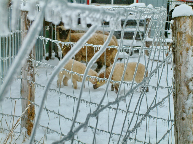 Moutons et glace. Victoriaville