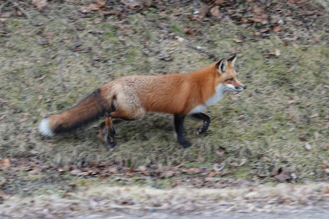 A Red Fox was observed hunting in and around Port Darlington Marina Port Darlington, Bowmanville, ON