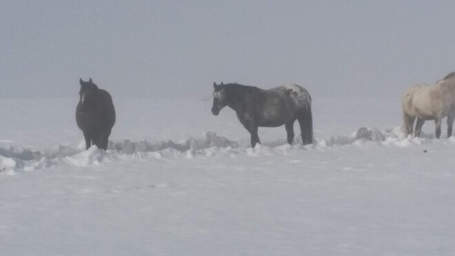 Snow Horses Tawatinaw, AB