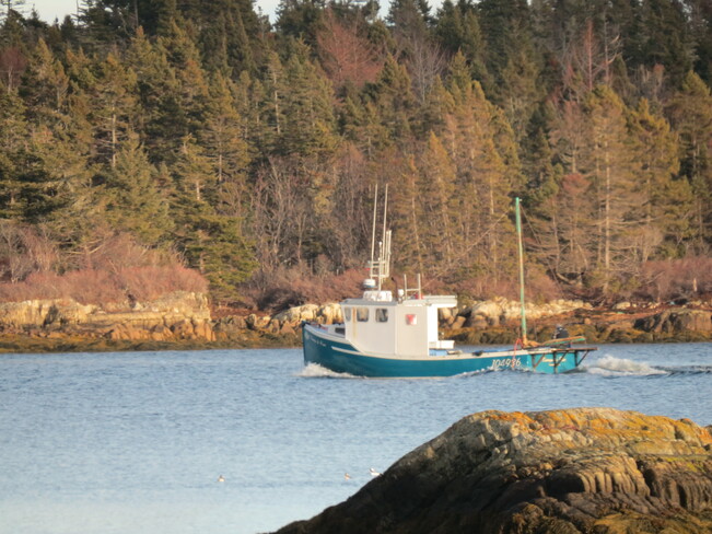 Today's catch! Bush Island, Nova Scotia