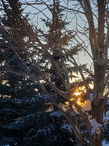 sunrise through the trees Regina, SK