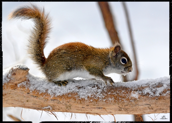 Cold Young red squirrel... :-( Cantley, QC