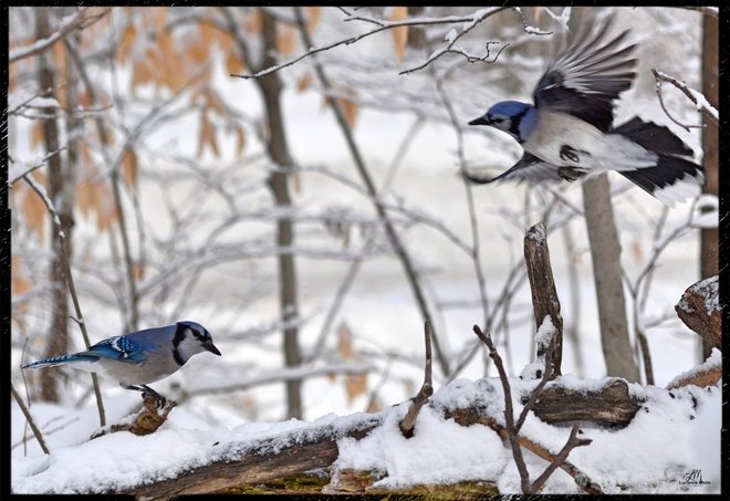 Winter blue Jay Scene... Cantley, QC