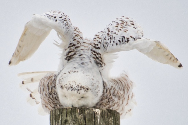 Snowy Owl - All Shook Up Ottawa, ON