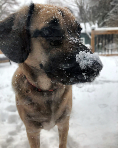 Snow dog St. Thomas, Ontario, CA