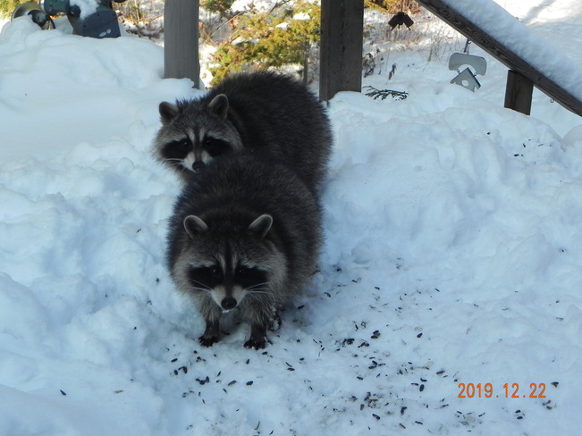 Raccoons and Cardinal on my deck Kirkfield, Kawartha lakes, ON