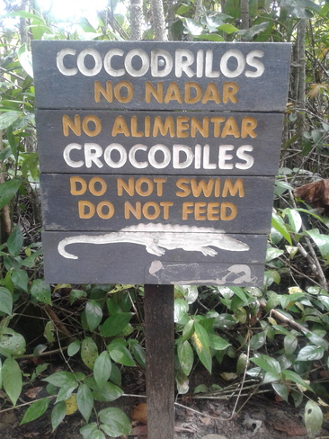 Avis , zone de crocos! Puerto Limón, L
