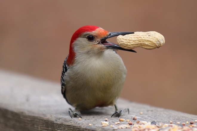 Red-Bellied Woodpecker Windsor, Ontario, CA
