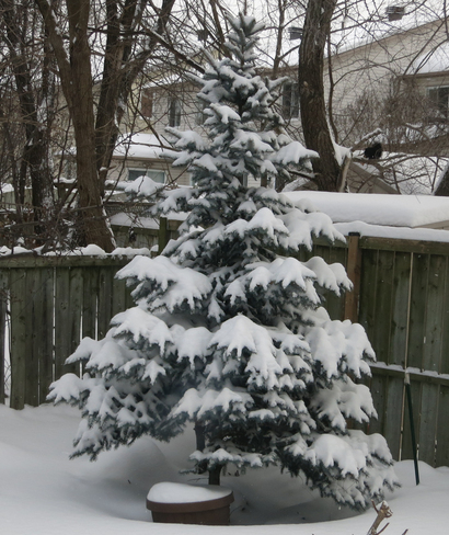 Snow looks beautiful on a tree Ottawa, ON