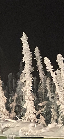 Frosty the snow tree Ponoka County No. 3, Alberta, CA