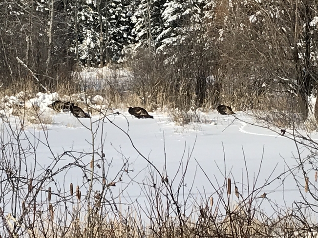 Turkeys on the range Gloucester, Ontario | K1C 7L1