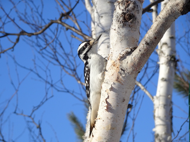 Woodpecker Claws Sudbury, ON