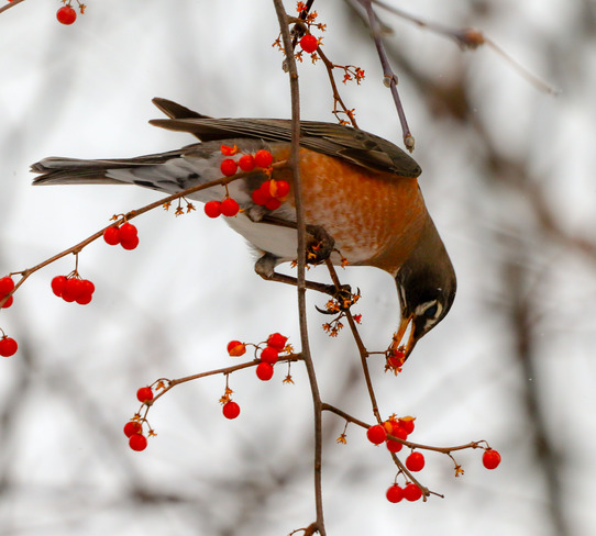 A Robin selects a frozen berry to eat 122 River Rd, Welland, ON L3B 2R9, Canada