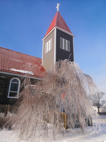 Halifa willow tree covered in ice fof crystals Halifax, NS