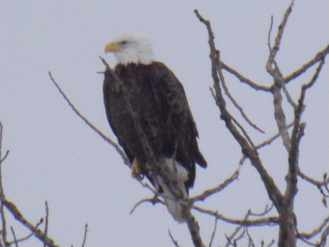 BALD EAGLE looking around 375 Island Dr, Thunder Bay, ON P7C 3G8, Canada