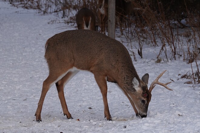 The Buck has started to shed his antlers! West Whitby ON near Ajax!