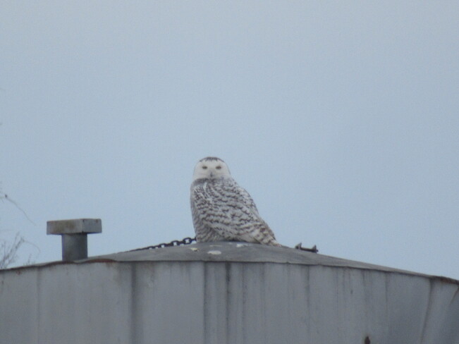 snowy owls Port Elgin, Saugeen Shores, ON
