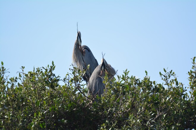 blue herons in their nest st.petersburg, florida, usa St. Petersburg, Florida, USA