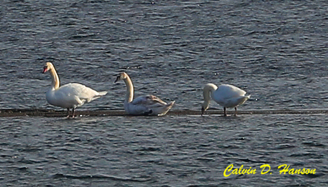Seven Mute Swans in Ingleside Ontario South Stormont, ON