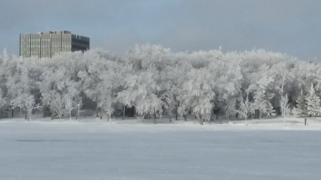 frost in wascana park 2650 Wascana Dr, Regina, SK S4P 2X2, Canada