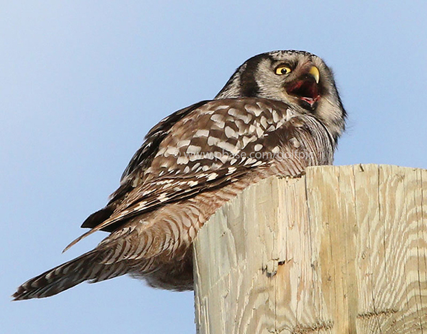 Owl enjoying vole Ottawa, ON