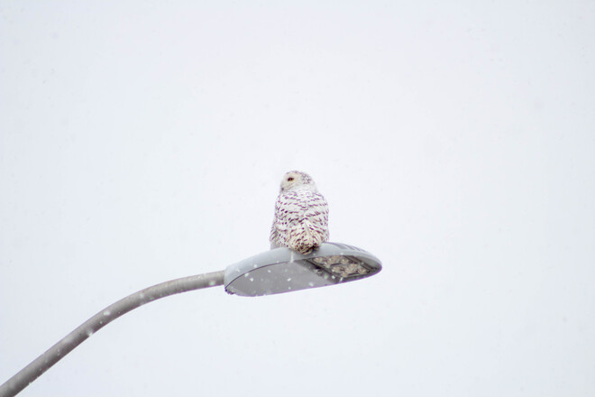Snowy Owl Kingston, ON