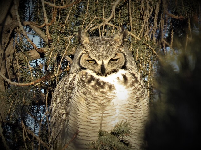 The great Horned owl Sherwood Park, AB