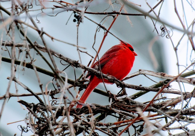 Cardinal in winter Ottawa, ON
