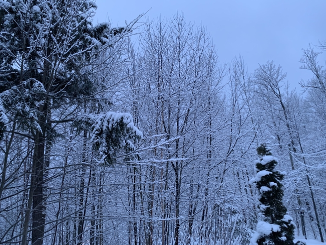 Lendemain de neige mouillÃ©e Orford, Québec, CA