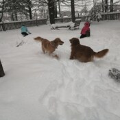 bataille de neige version canin