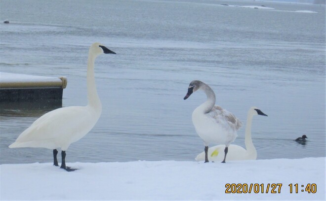 Wild Trumpeter swans Washago, ON
