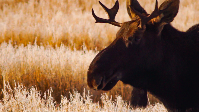 beauty of a moose Leduc County No. 25, AB