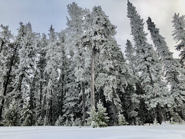 Frozen trees Aroland, Ontario, CA