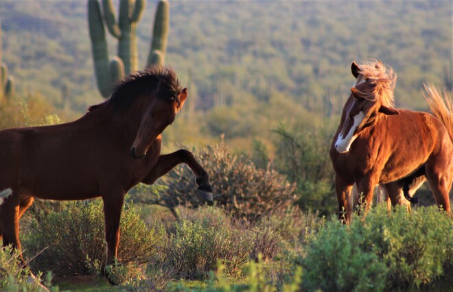Wild Horses Phoenix, AZ, USA